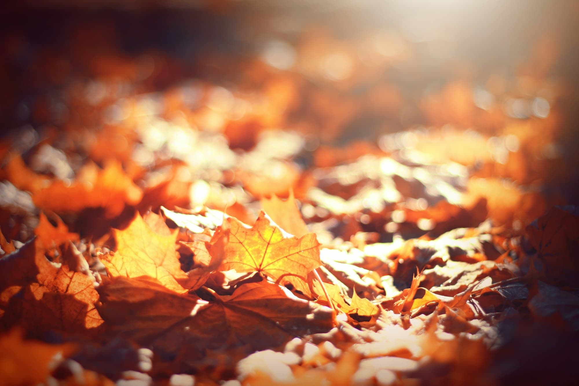 Autumn foliage in golden and red colours